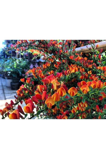 Унікальний сорт Рокитника Лена для клумби